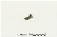 藏品(樹生苔)的圖片